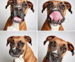 GALERIE FOTO & VIDEO » O şedinţa foto inedită a dus la adoptarea mai multor câini