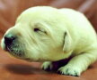 Un pui de labrador s-a născut verde ► Foto: amando.it
