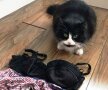 VIDEO O pisică s-a specializat în furtul chiloților și șosetelor vecinilor