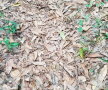 FOTO Tu poţi vedea şarpele din această fotografie? Foarte puţine oameni reuşesc