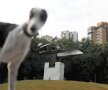 SELFIE CU SENNA. Un ogar, cel mai rapid câine, a pozat lângă monumentul din Sao Paulo ridicat în memoria lui Ayrton Senna, la 23 de ani de la moartea legendarului pilot. foto: reuters