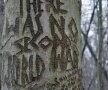 FOTO Parcul cu cele mai ciudate mesaje scrise pe copaci