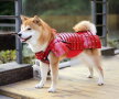 GALERIE FOTO Costumele de samurai pentru... câini și pisici, ultima modă în Japonia