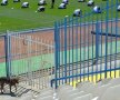 CSU CRAIOVA - AC MILAN » Galerie FOTO+VIDEO de la antrenamentul italienilor + Incident amuzant la ședința de pregătire a milanezilor