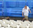 CSU CRAIOVA - AC MILAN » Galerie FOTO+VIDEO de la antrenamentul italienilor + Incident amuzant la ședința de pregătire a milanezilor