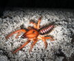 VIDEO A simţit că l-a muşcat o insectă, dar nu a dat importanţă. Peste câteva minute s-a îngrozit când s-a uitat la mână!