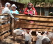 Porcii de la o fermă din Rwanda ascultă muzică ușoară, rock și rap