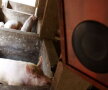 Porcii de la o fermă din Rwanda ascultă muzică ușoară, rock și rap