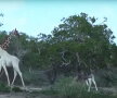 FOTO & VIDEO Imagini pe care le vezi o dată în viață. Două girafe albe, filmate în Kenya