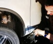 FOTO Un koala s-a agăţat de o maşină şi a mers aşa 15 km