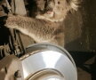 FOTO Un koala s-a agăţat de o maşină şi a mers aşa 15 km