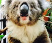 FOTO Un koala s-a agăţat de o maşină şi a mers aşa 15 km