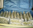 Anunț ciudat al poliției din Florida: Se caută proprietarul unei valize cu marijuana abandonată