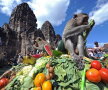 VIDEO Thailanda, țara în care maimuțele fură mai mult decât oamenii