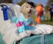 GALERIE FOTO Paradă canină spectaculoasă în California cu ocazia Halloween-ului