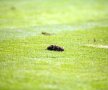 GALERIE FOTO » Stadion de 5 stele, gazon de două » Cum s-a prezentat terenul la primul meci de pe noul "Ion Oblemenco"