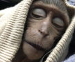 FOTO Un pui de maimuță a stat în comă 10 ore după o supradoză de cafea