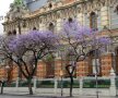 Muzeul apelor, una dintre cele mai impresionante clădiri ale capitalei argentiniene, înconjurat de superbele flori violet ale arborelui Jacaranda