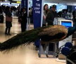 FOTO Imagini amuzante din aeroportul Newark Liberty. Uite de cine a venit însoţită o femeie!