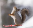 GALERIE FOTO Acestea sunt cele mai tari fotografii cu o veveriță. O să râzi cu lacrimi!