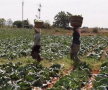Culmea agriculturii! Un fermier crede că un star porno i-a crescut cultura de varză
