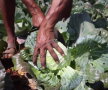 Culmea agriculturii! Un fermier crede că un star porno i-a crescut cultura de varză