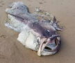 FOTO & VIDEO Cel mai misterios pește de 150 de kilograme, descoperit în Australia