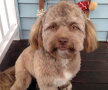 Yogi