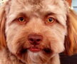 Yogi