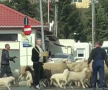 VIDEO Cioban de Pipera » Imagini fabuloase cu Gigi Becali pe străzi: și-a scos oile la plimbare și a blocat traficul