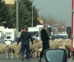 VIDEO Cioban de Pipera » Imagini fabuloase cu Gigi Becali pe străzi: și-a scos oile la plimbare și a blocat traficul