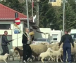 VIDEO Cioban de Pipera » Imagini fabuloase cu Gigi Becali pe străzi: și-a scos oile la plimbare și a blocat traficul