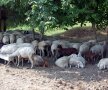 Oile care au mai rămas după ce Gigi le-a împărțit preoților grosul turmei / FOTO: Andrei Crăițoiu
