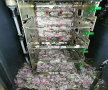 Bancomat atacat de șoareci » Au ros bancnote de peste 18.000 de dolari!