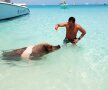 FOTO "Motoreta" și porcii înotători :) Poze geniale postate de Adi Popa din vacanță