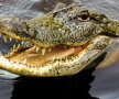Un bărbat a fost omorât de crocodili » Este incredibil ce s-a întâmplat după înmormântare!