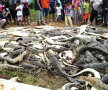 Un bărbat a fost omorât de crocodili » Este incredibil ce s-a întâmplat după înmormântare!