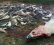 Un bărbat a fost omorât de crocodili » Este incredibil ce s-a întâmplat după înmormântare!