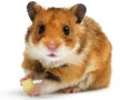 FOTO A cumpărat un hamster pentru fiul ei, apoi a regretat amarnic!