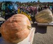 Campionatul European pentru Dovlecii Gicantici: cum arată cele mai mari legume