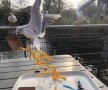 FOTO Ai avut o zi proastă! Cei din poze au pățit-o și mai rău: o galerie FOTO de neratat