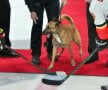 Fury, un câine polițist, a dat lovitura de start în meciul de hochei dintre Arizona Coyotes și Calgary Flames, scor 2-0
(foto: Reuters)