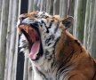 Back to school la Zoo! Conducerea Grădinii Zoologice din Băneasa a cumpărat tigrilor caiete de trei ori mai scumpe decât prețul pieței!