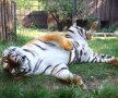 Back to school la Zoo! Conducerea Grădinii Zoologice din Băneasa a cumpărat tigrilor caiete de trei ori mai scumpe decât prețul pieței!