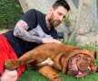 HULK ȘI „PURICELE”. După ce a executat-o pe Liverpool în semifinala Ligii Campionilor, Lionel Messi s-a relaxat acasă, alături de câinele Hulk, un superb Dog de Bordeaux. Imaginea postată de starul Barcelonei a strâns 1,4 milioane de aprecieri pe Instagram în 30 de minute. 