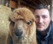 Ce este alpaca?  Animal rumegător din familia lamelor, cu lână mătăsoasă, lungă și foarte subțire, de culoare albă, uneori neagră care trăiește în America de Sud, sursa: dexonline