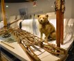 Echipamentul folosit de Amundsen în expedițiile polare și Obersten, câinele lui  // FOTO:  Cristi Preda