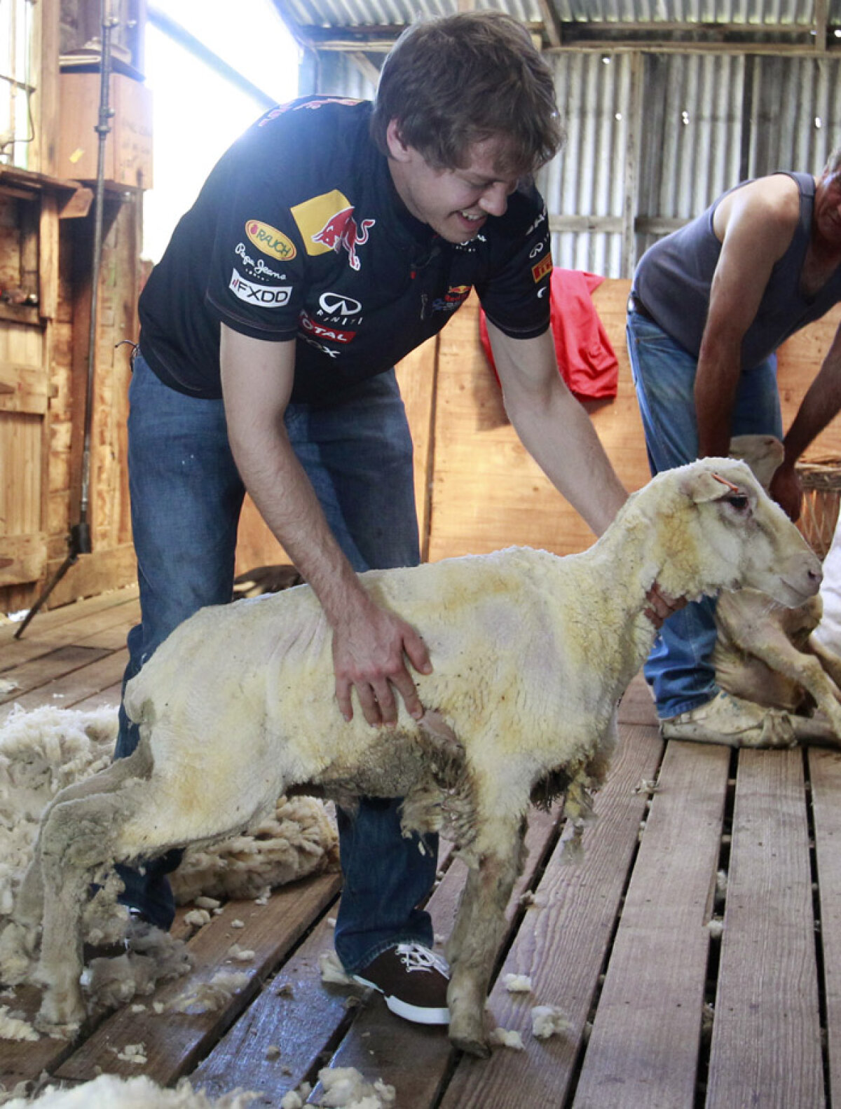 VIDEO! Pînă la cursa de duminică, Vettel se distrează în Australia tunzînd oi