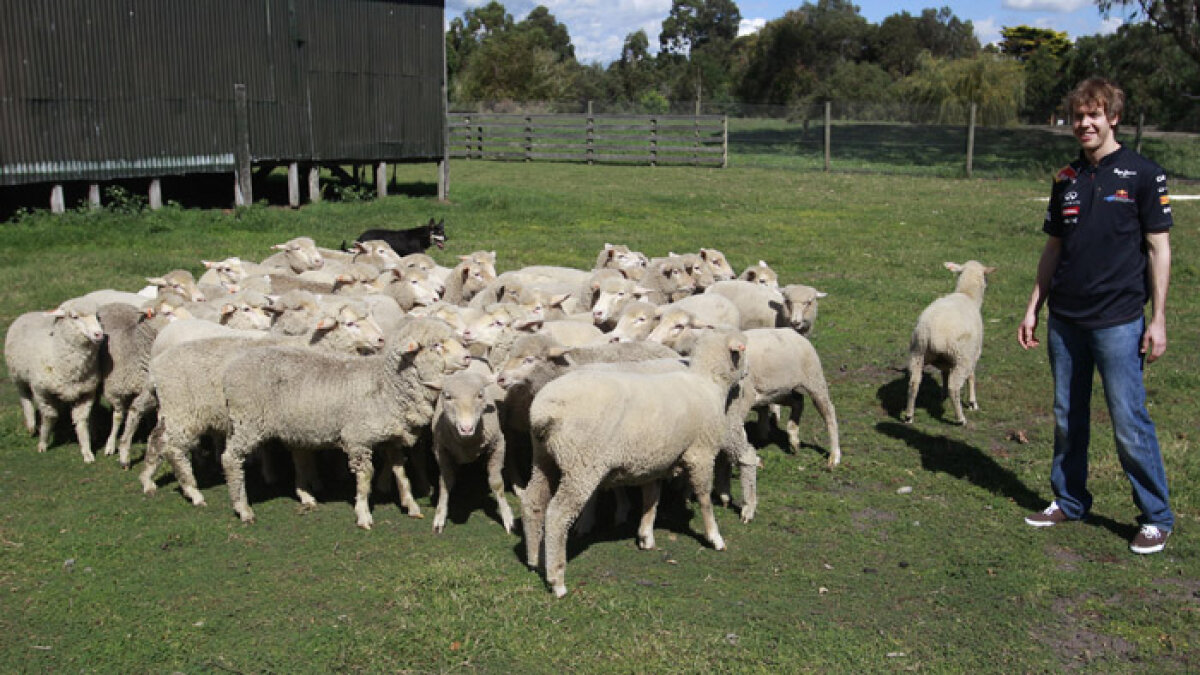 VIDEO! Pînă la cursa de duminică, Vettel se distrează în Australia tunzînd oi