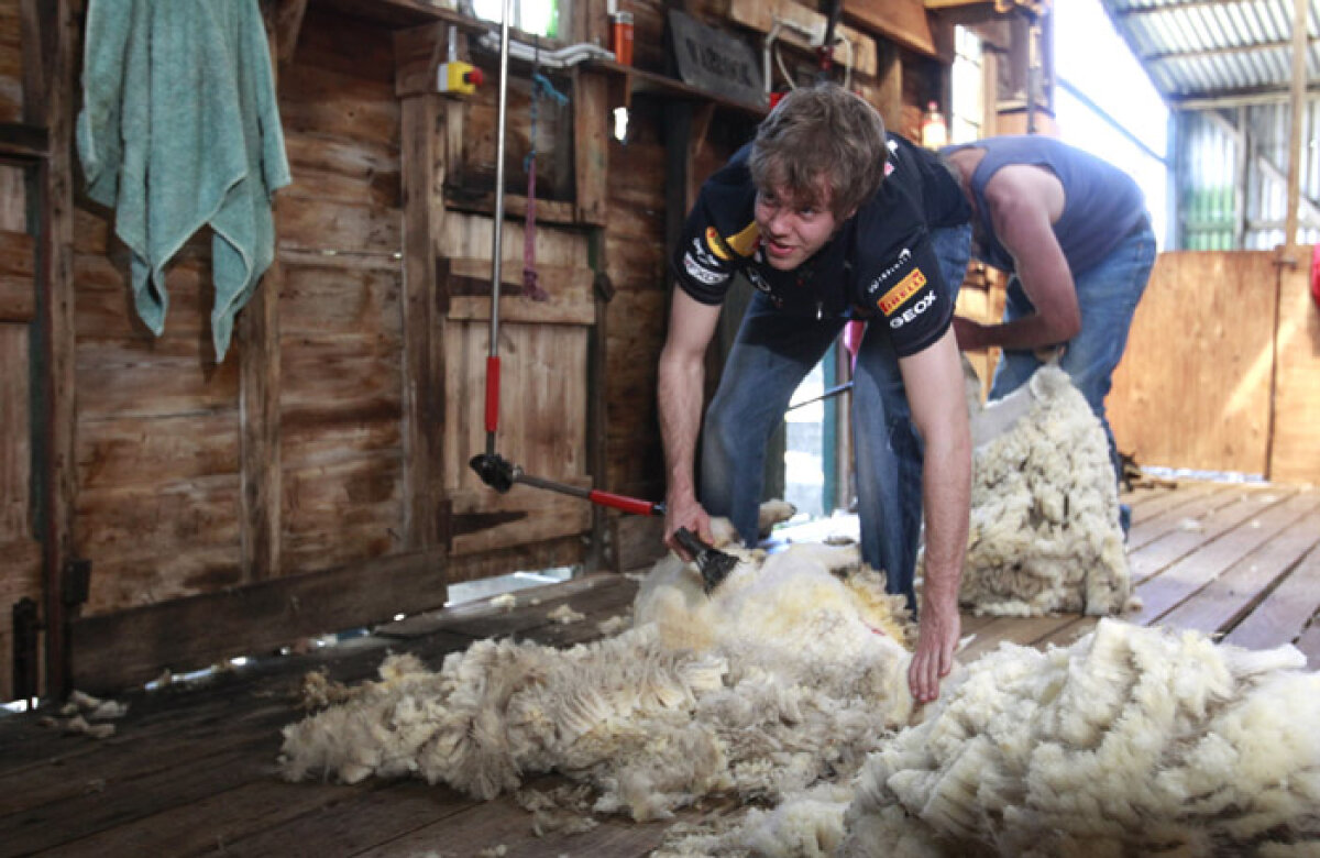 VIDEO! Pînă la cursa de duminică, Vettel se distrează în Australia tunzînd oi